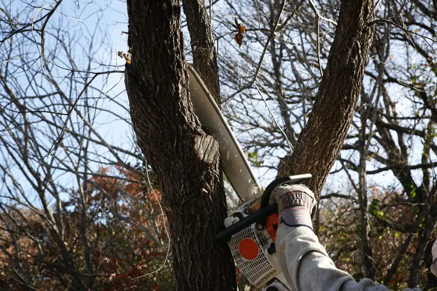 Common Mistakes To Avoid When Removing A Tree Yourself Castle Rock CO