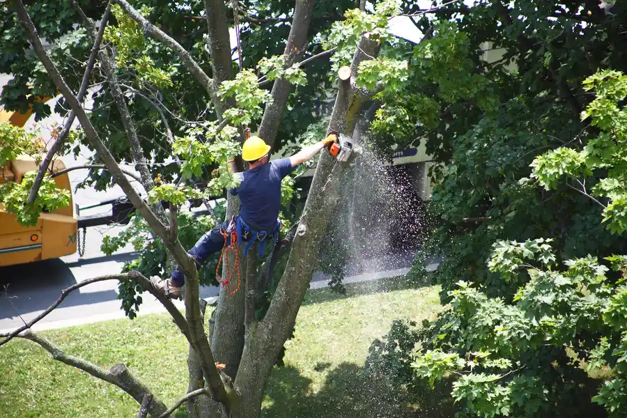 Common Mistakes To Avoid When Removing A Tree Yourself in Castle Rock CO