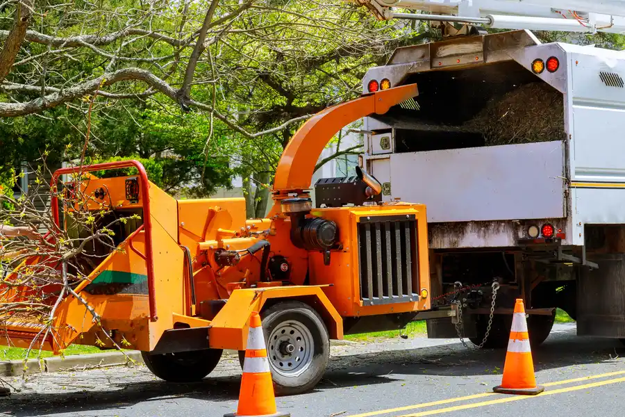 Signs That Indicate A Tree Poses A Risk To Your Home Castle Rock CO