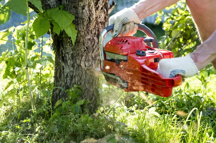 Signs That Indicate A Tree Poses A Risk To Your Home in Castle Rock CO